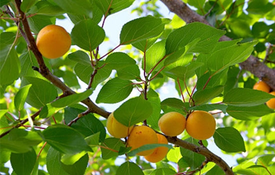 立夏吃個(gè)杏，到老沒有病