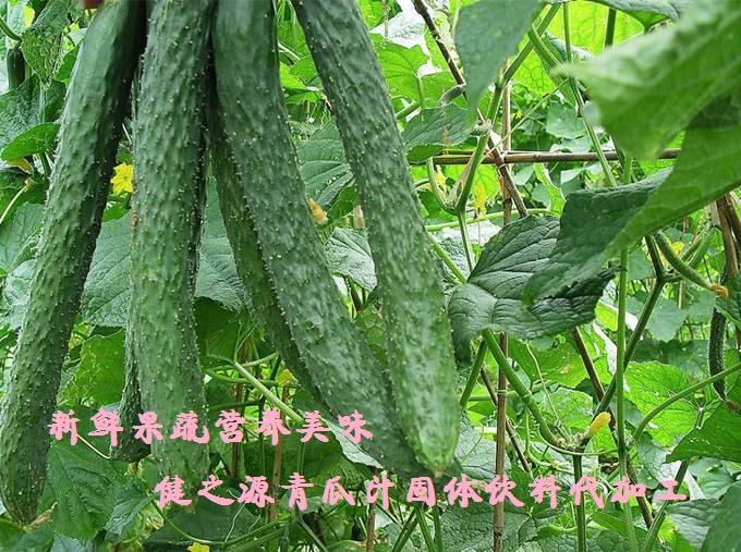 青瓜的六大營養(yǎng)價值，你知道嗎？